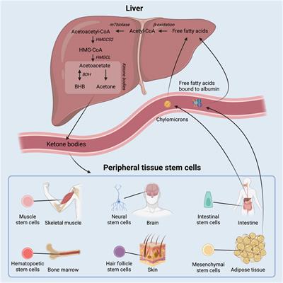 Regulation of adult stem cell function by ketone bodies